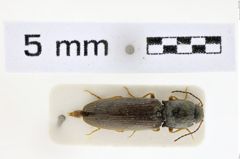 Foto (Dorsalansicht) von Pleurathous circassicus (NHMW-ZOO-COL-0008634)
